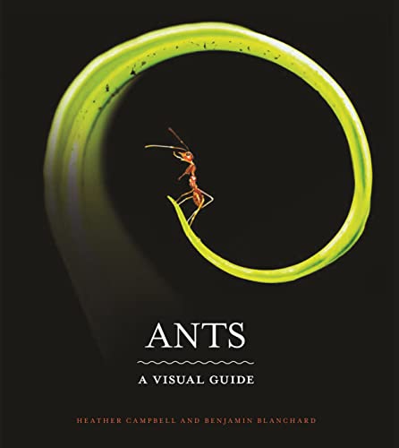 Ants: A Visual Guide (English Edition)