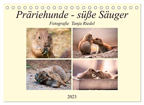 Präriehunde - süße Säuger (Tischkalender 2023 DIN A5 quer), Calvendo Monatskalender