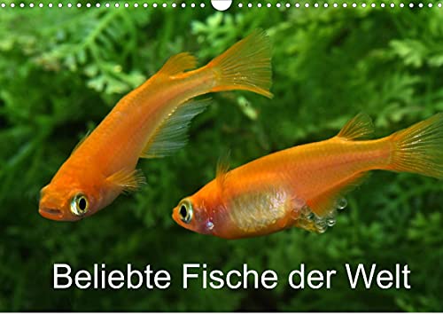 Beliebte Fische der Welt (Wandkalender 2022 DIN A3 quer)
