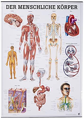 Der menschliche Körper. 70x100 cm