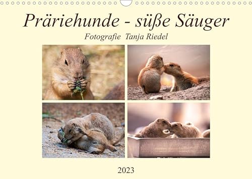 Präriehunde - süße Säuger (Wandkalender 2023 DIN A3 quer): Naturforscher haben herausgefunden, dass diese kleinen Kerle sogar einzelne Tiere mit ihrem ... (Monatskalender, 14 Seiten ) (CALVENDO Tiere)